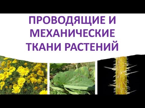 9. Проводящие и механические ткани растений