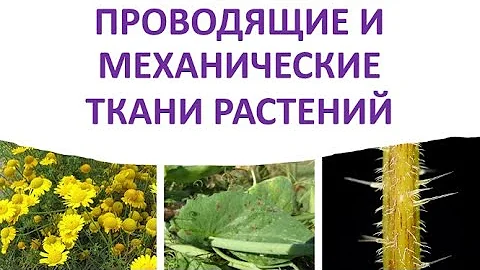9. Проводящие и механические ткани растений