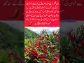 Red Finger Chili: Small Spice, Big Health Power 🌶️#HealthBoost #SuperSpice #SpicyHealth #ChiliPower