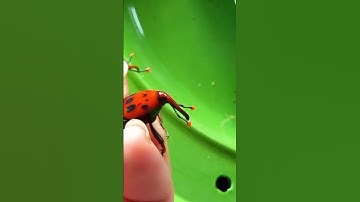 Cách Phân Biệt Đuông Dừa Đực và Cái #duongdua