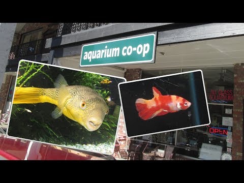 Kaimuki Backyard visits Swhiskey at Aquarium Co-op for Local Fish Store (LFS) Tour