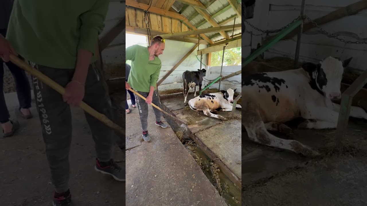 Cleaning cow beds 