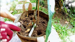袋植芒果「施肥誘引」使其根系均衡發展。 