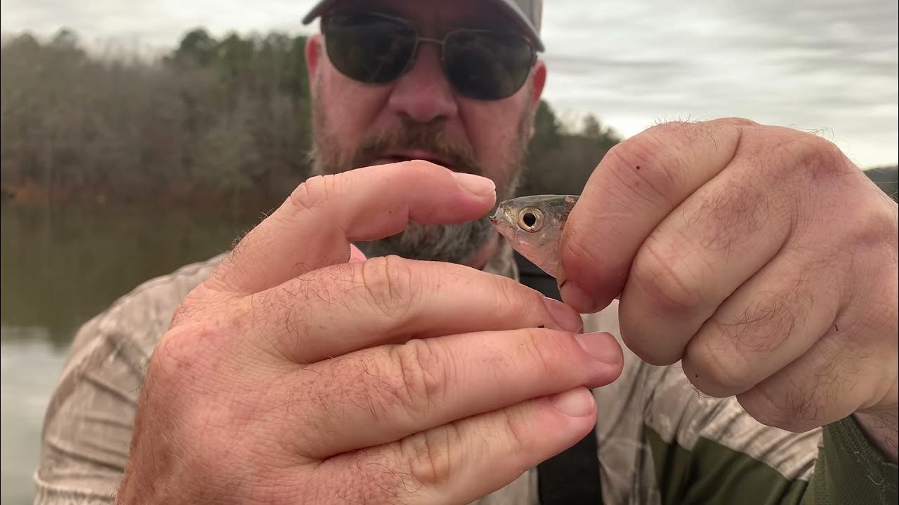 How to tell the difference between threadfin & gizzard shad. YouTube