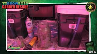 MARIJUANA GARDEN RESCUE KIND LEDs AND CANNABIS GROW BOSS WEEKEND WEBCAST @10AM WITH QUESTIONS