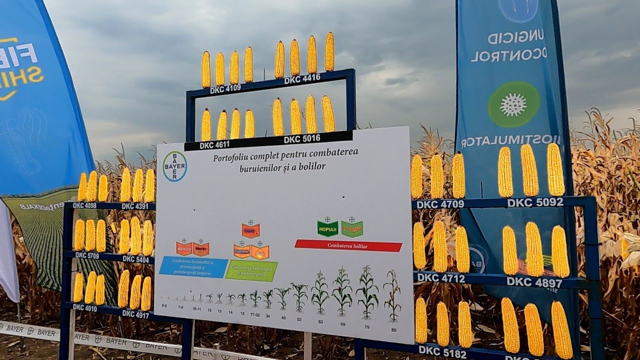 Promat DEKALB si Biocrop. Ziua porumbului Vezediu  Satu Mare