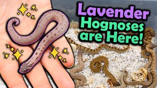 Baby *Lavender* Hognoses Hatching!!