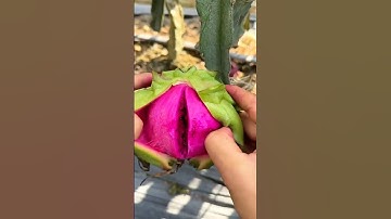 Perkebunan Buah Naga Merah  #buahnaga #dragonfruit