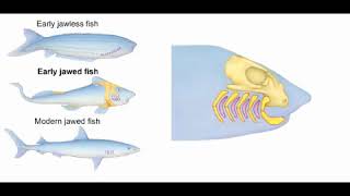 Evolution of jaws