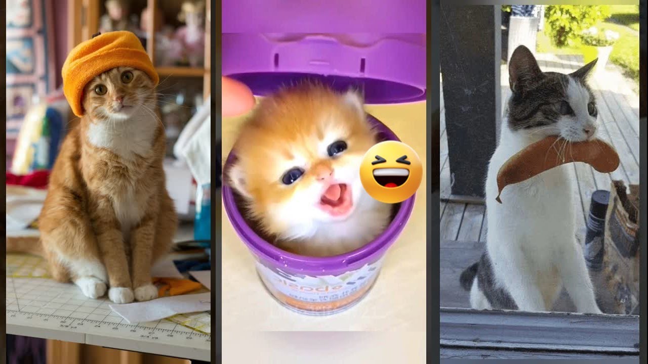 Cute Kittens 🙀 Will Cheer you Up 😸 