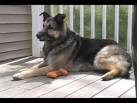 Dog goes from calm to alert to charge