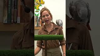 Mia 👹 #shorts #parrot #notapet #mayahiga #alveus #alveussanctuary