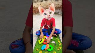 Meow Meow Billi Karti Cute Cat Video
