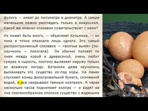 Гриб слизевик, поедающий тело человека и как от него избавиться