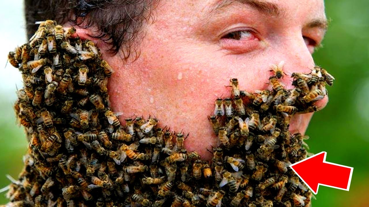 Нападения ос. Пчелы атакуют. Большая пчела.