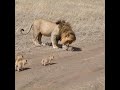 Lion dad tries to ditch his kids  by serengeti