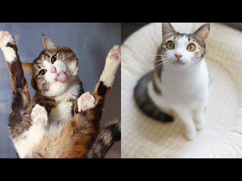 cute-little-kittens-and-cats---funny-cats-videos-compilation-06