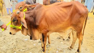 Wednesday Latest Update Lahore Bakra Mandi Shahpur Kanjra || Cattle Market Lahore || Cow Mandi 2021