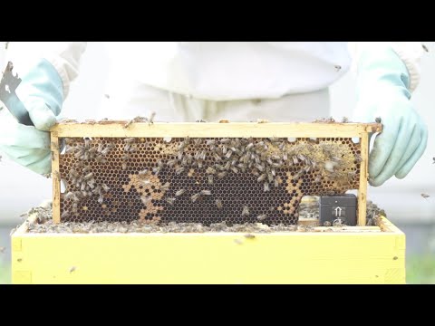 Tuto 2: Installer l'antivol de ruche GPS avec surveillance température de couvain intégrée BeeGuard