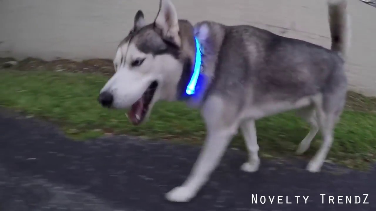 Awesome LED Dog Collar! Review