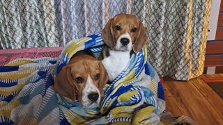 When two Beagles Meet | Moon the Beagle by Moon the beagle 30 views 9 months ago 2 minutes, 9 seconds