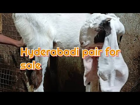 Hyderabadi Goats Pair For Sale Male & Female || 93812 37594 Baba Nagar #hyderabadi #goatsale#sheep