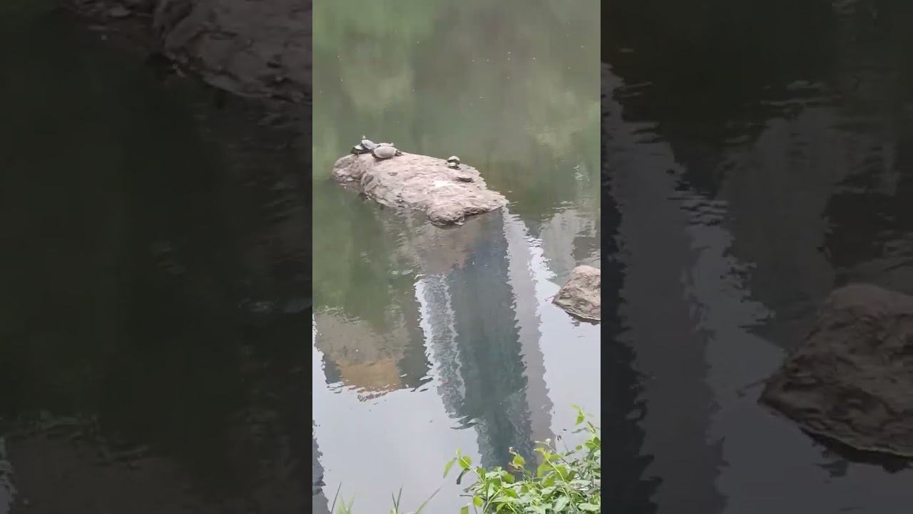 HERMOSAS TORTUGAS EN CENTRAL PARK NEW YORK