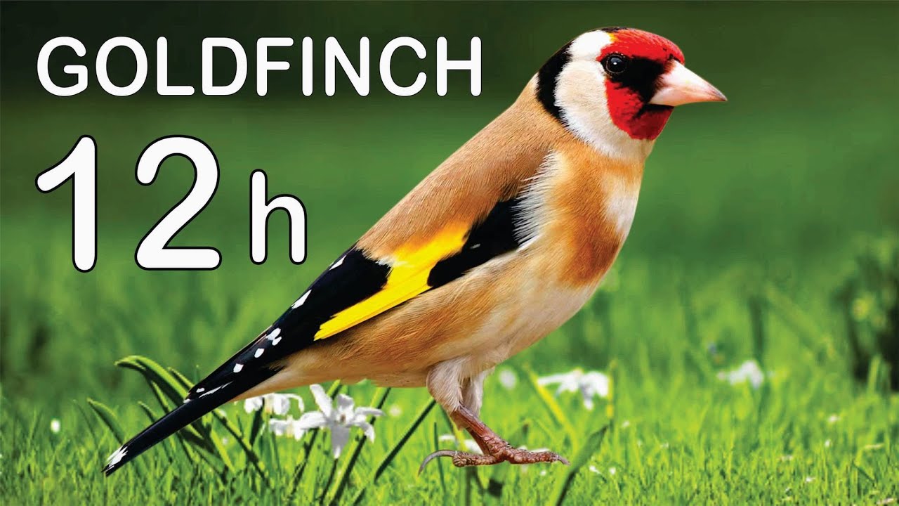12h GOLDFINCH in Spring !!!