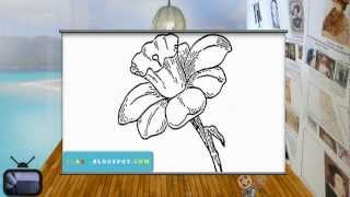 drawing daffodil easy draw daffodils sketch