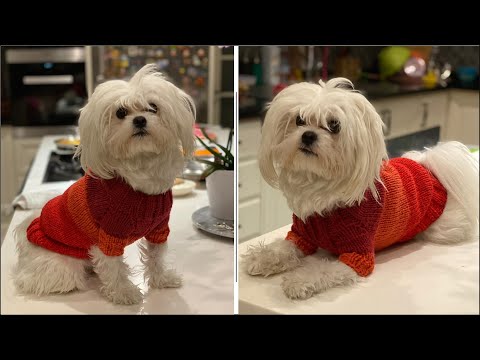 Video: Bir Köpek Için Bir Kostüm Nasıl örülür