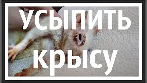 Старая крыса Усыпление эвтаназия животных  Умирающая крыса Домашние декоративные крысы  КРЫСЫ ВИДЕО
