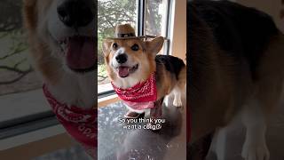 So You Think You Want A Corgi? #corgis #dog #funny