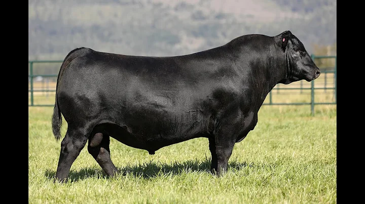 Lot 22 - Montana Mainstay 4088