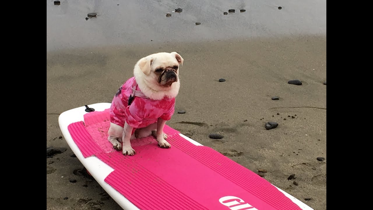 Dogs Surfing | Pacifica Dog Surf Competition
