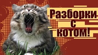 Разборки с котом. Смешной сибирский кот Уссури.