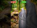 lnsane Road Transformation 😱 | Broken Forest Road to Perfect Asphalt #shorts #roadrestoration