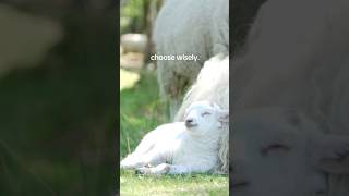 choose wisely… 🐺🐕