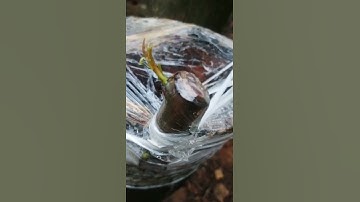 Công nghệ ghép cành # hướng dẫn ghép cành # đời sống trái cây