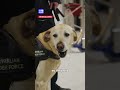Border force puppies in search of foster carers | 9 News Australia