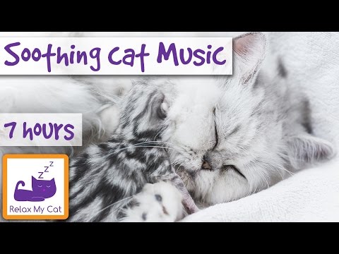 7-hour-playlist-to-calm-anxious-and-restless-cats!-relaxation-and-anti-anxiety-music-for-all-cats!