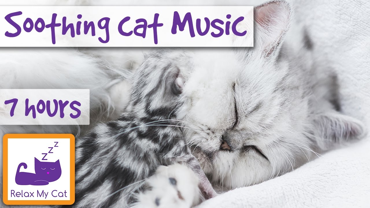 anti anxiety cat music