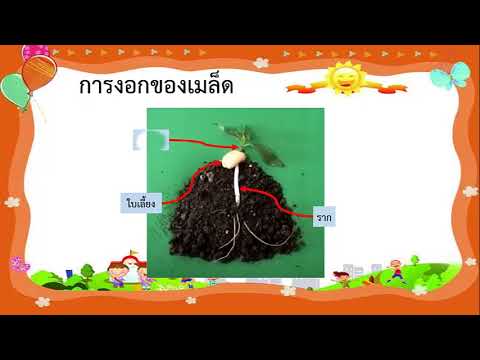 วีดีโอ: การบรรจุเมล็ดพืชคืออะไร?