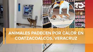 En Veracruz, negocios y pobladores permiten descansar a animales en plena ola de calor