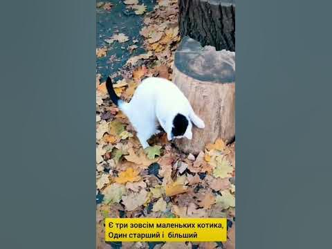 Коти.Кіт.Кошеня.Турецький Ван. Українські коти. - YouTube