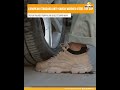 Anti Piercing Work Safety Shoe In Bangladesh- Khaki Color |  Wily Bear