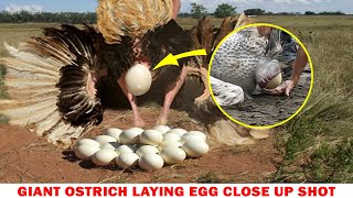 Giant Ostrich Laying Egg Close Up Shot.