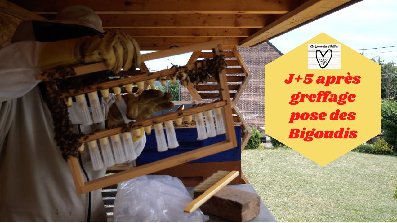 Jour J+5 pose des bigoudis (ou protège cellules)