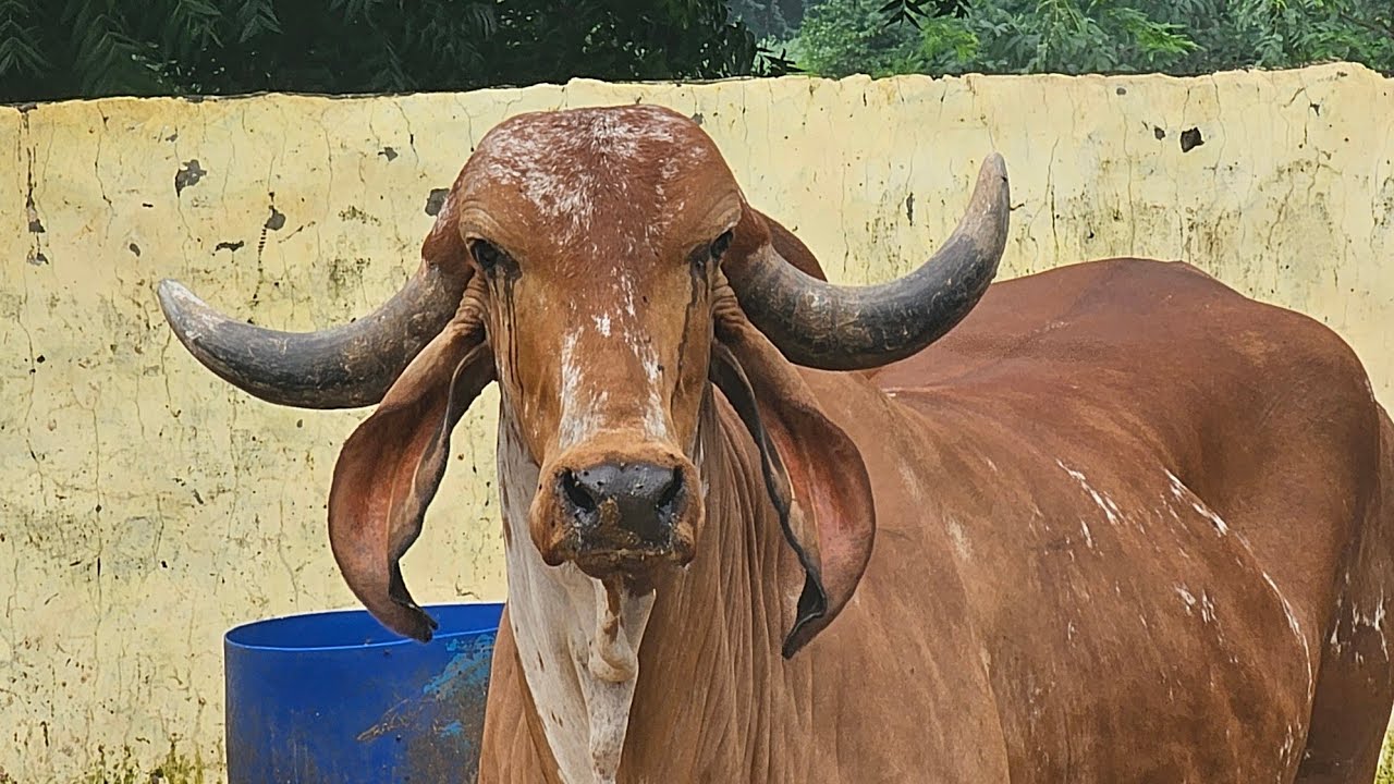 Aamir pathan aravali dairy gir cow Kishangarh is live - YouTube