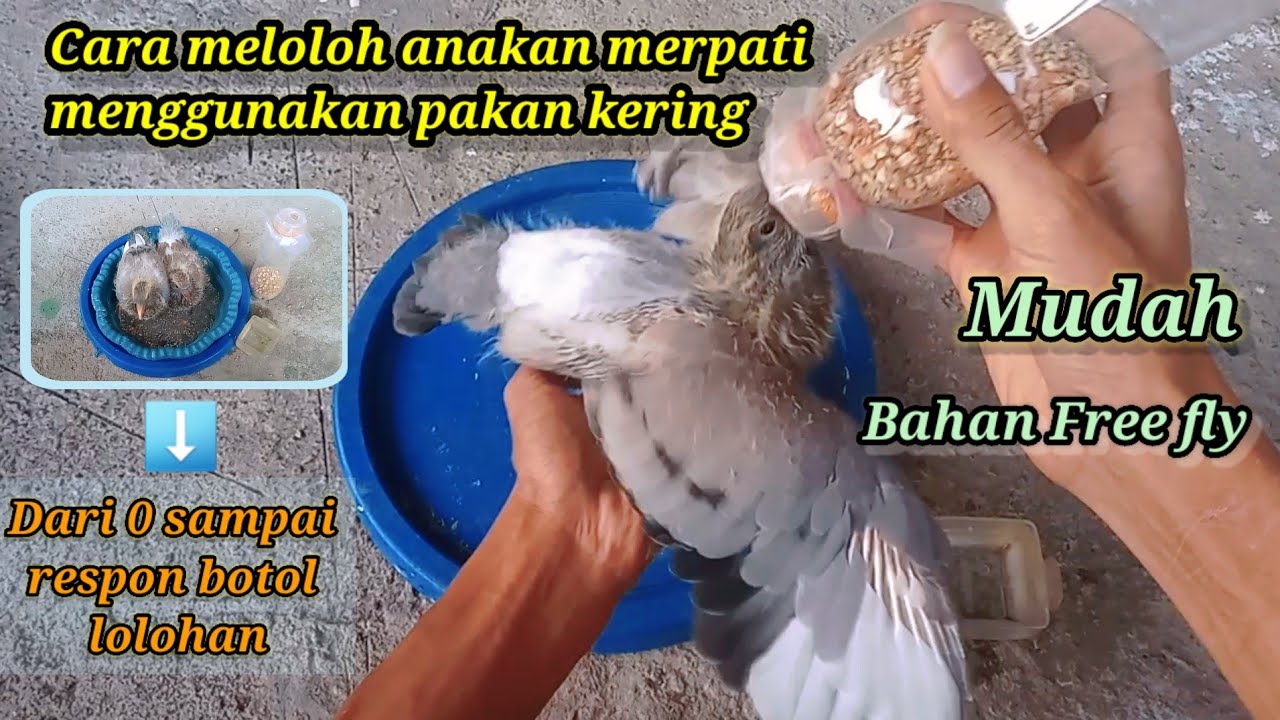 Cara meloloh merpati bahan free fly