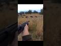 Кабан, Охота с двух выстрелов #wildboar #hunting #chasse #cinghiale #дикий #jabali #охота #wildlife